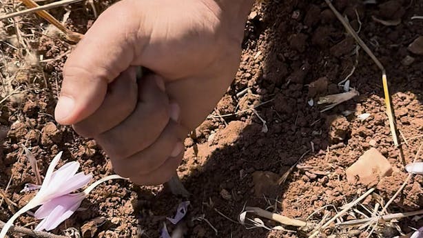 Read 'Zahrat Al Ghoula'